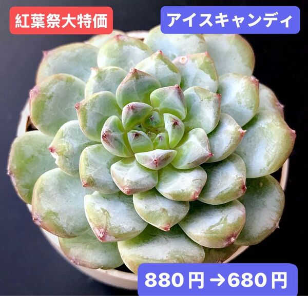 紅葉祭大特価★新入荷★韓国苗★アイスキャンディ★可愛い紅葉大苗★超美苗★多肉植物★エケベリア