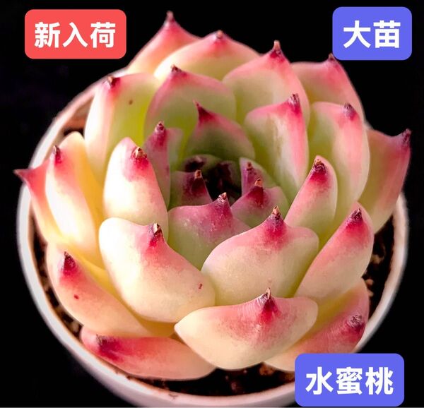 新入荷★韓国苗★水蜜桃★レア種★可愛い紅葉大苗★超美苗★多肉植物★エケベリア