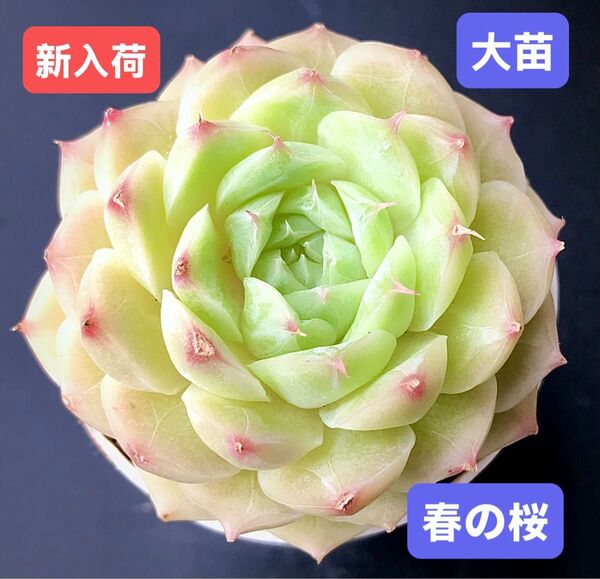 新入荷★韓国苗★春の桜★レア種★可愛い紅葉大苗★超美苗★多肉植物★エケベリア