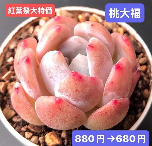 紅葉祭大特価★新入荷★韓国苗★桃大福★可愛い紅葉大苗★超美苗★多肉植物★エケベリア