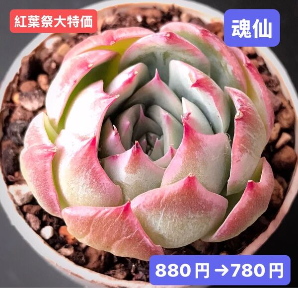 紅葉祭大特価★新入荷★韓国苗★魂仙★可愛い紅葉超美苗★多肉植物★エケベリア