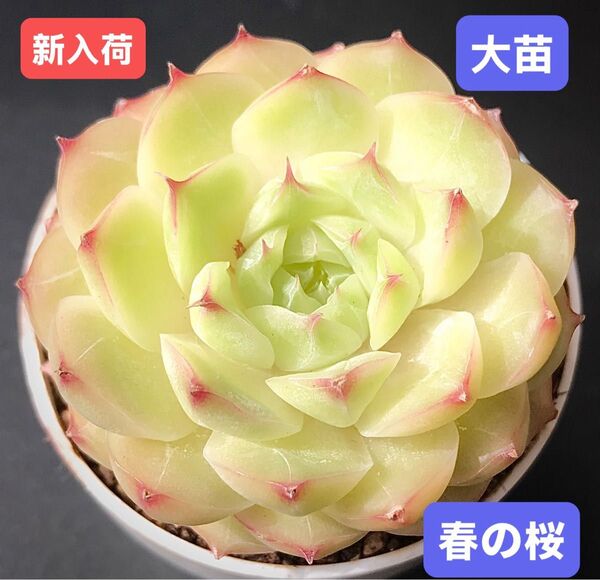 新入荷★韓国苗★春の桜★レア種★可愛い紅葉大苗★超美苗★多肉植物★エケベリア