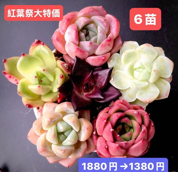 紅葉祭大特価★6苗1380円★韓国苗★桃大福、夜魔、レッドチェリー、ロビン等★レア種★可愛い紅葉超美苗★多肉植物★エケベリア