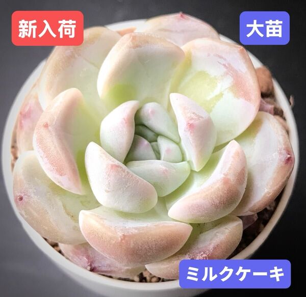 新入荷★韓国苗★ミルクケーキ★レア種★可愛い紅葉大苗★超美苗★多肉植物★エケベリア