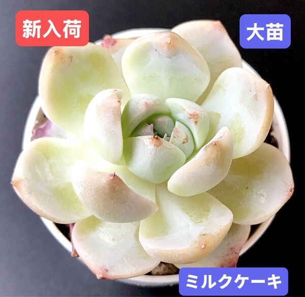 新入荷★韓国苗★ミルクケーキ★レア種★可愛い紅葉大苗★超美苗★多肉植物★エケベリア