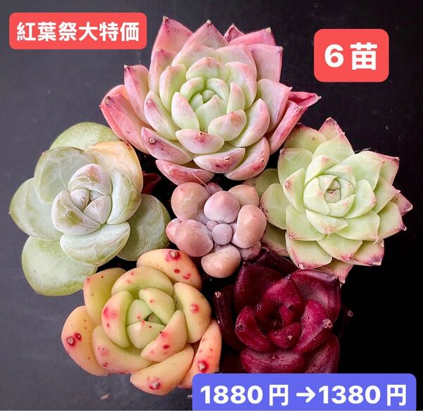 紅葉祭大特価★6苗1380円★韓国苗★純愛、白薔薇、紫芋パイ、ロビン、ホワイトモチ等★レア種★可愛紅葉超美苗★多肉植物★エケベリア