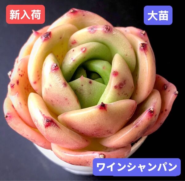 新入荷★韓国苗★ワインシャンパン★レア種★可愛い紅葉大苗★超美苗★多肉植物★エケベリア