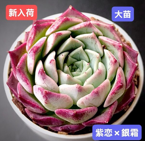 新入荷★韓国苗★紫恋×銀霜★レア種★可愛い紅葉大苗★超美苗★多肉植物★エケベリア