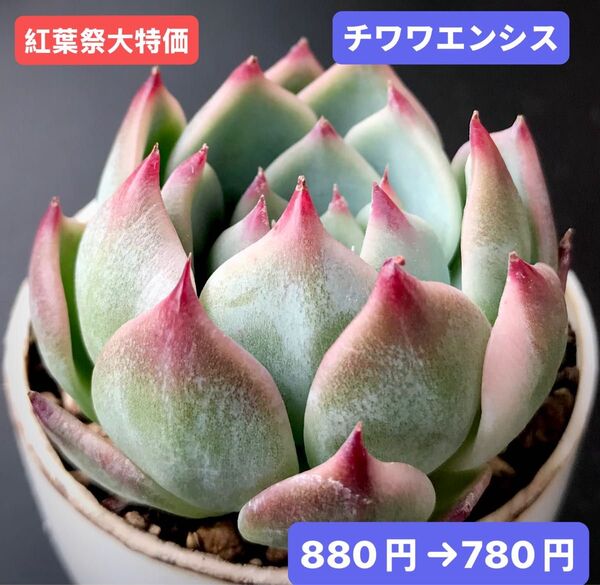 紅葉祭大特価★新入荷★韓国苗★チワワエンシス★可愛い紅葉大苗★超美苗★多肉植物★エケベリア