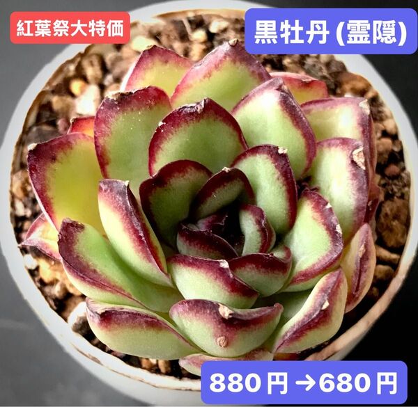 紅葉祭大特価★新入荷★韓国苗★黒牡丹(霊隠)★可愛い紅葉超美苗★多肉植物★エケベリア