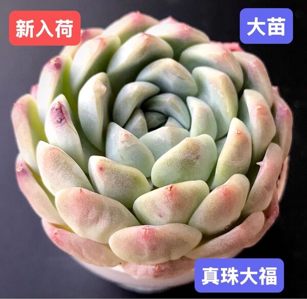 新入荷★韓国苗★真珠大福★レア種★可愛い紅葉大苗★超美苗★多肉植物★エケベリア