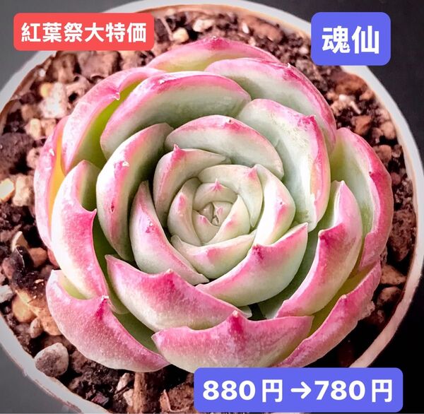 紅葉祭大特価★新入荷★韓国苗★魂仙★可愛い紅葉超美苗★多肉植物★エケベリア