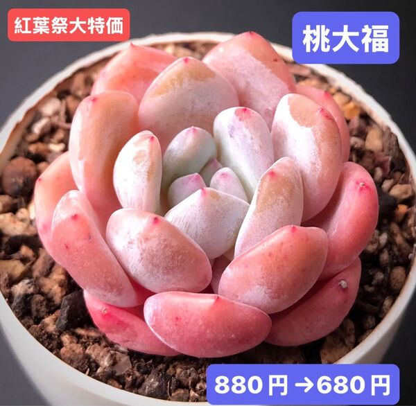 紅葉祭大特価★新入荷★韓国苗★桃大福★可愛い紅葉大苗★超美苗★多肉植物★エケベリア