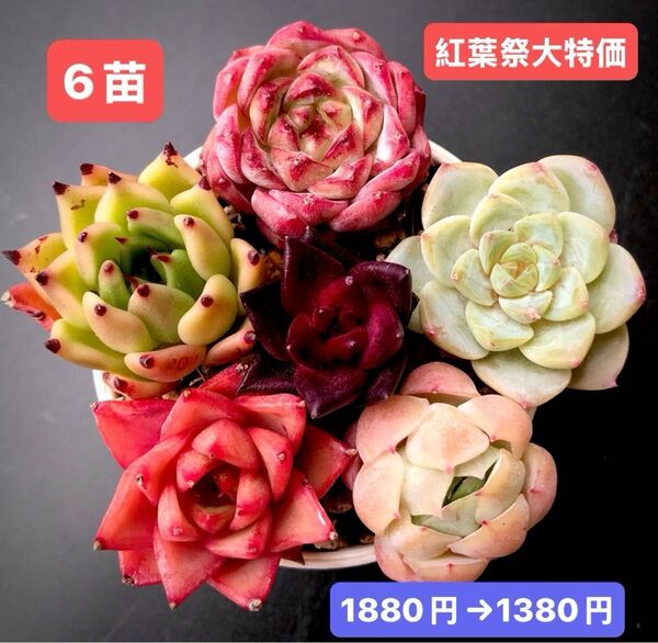 紅葉祭大特価★6苗1380円★韓国苗★紫恋、ハロウィン、ホワイトムース、桜ベリー等★レア種★可愛い紅葉超美苗★多肉植物★エケベリア