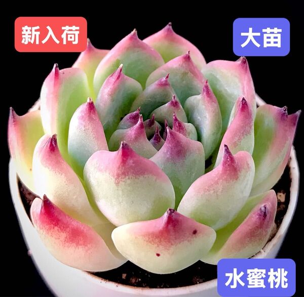 新入荷★韓国苗★水蜜桃★レア種★可愛い紅葉大苗★超美苗★多肉植物★エケベリア