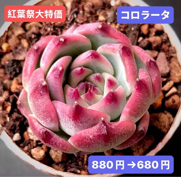 紅葉祭大特価★新入荷★韓国苗★コロラータ★可愛い紅葉超美苗★多肉植物★エケベリア