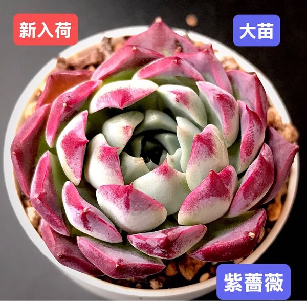 新入荷★韓国苗★紫薔薇★レア種★可愛い紅葉大苗★超美苗★多肉植物★エケベリア