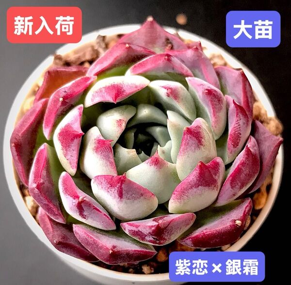 新入荷★韓国苗★紫恋×銀霜★レア種★可愛い紅葉大苗★超美苗★多肉植物★エケベリア