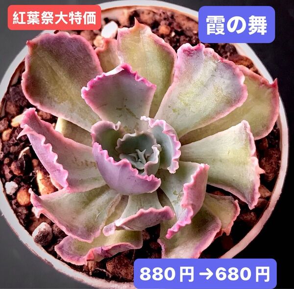紅葉祭大特価★新入荷★韓国苗★霞の舞★可愛い紅葉超美苗★多肉植物★エケベリア