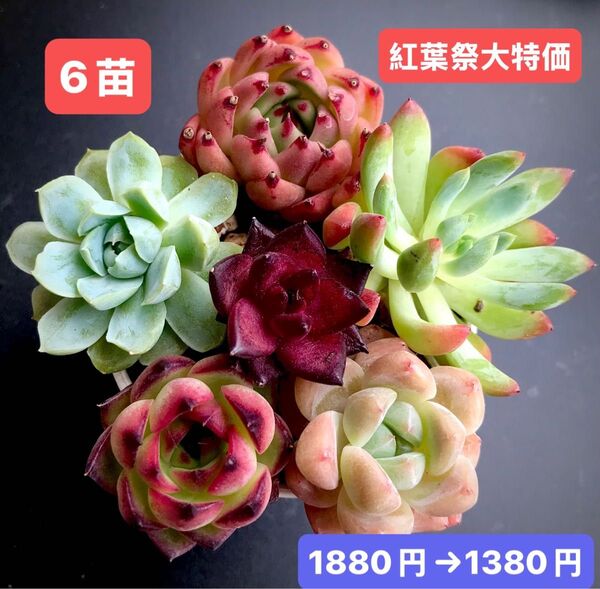 紅葉祭大特価★6苗1380円★韓国苗★レッドドラゴン、白月影、乙女心、ロビン等★レア種★可愛い紅葉超美苗★多肉植物★エケベリア