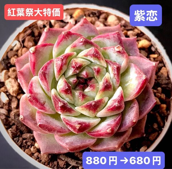 紅葉祭大特価★新入荷★韓国苗★紫恋★可愛い紅葉超美苗★多肉植物★エケベリア