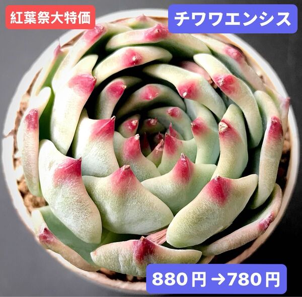 紅葉祭大特価★新入荷★韓国苗★チワワエンシス★可愛い紅葉大苗★超美苗★多肉植物★エケベリア