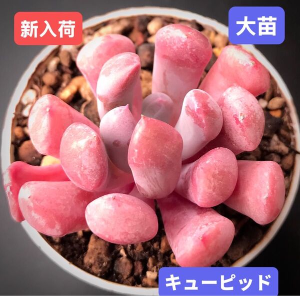 新入荷★韓国苗★キューピッド★レア種★可愛い紅葉大苗★超美苗★多肉植物★エケベリア
