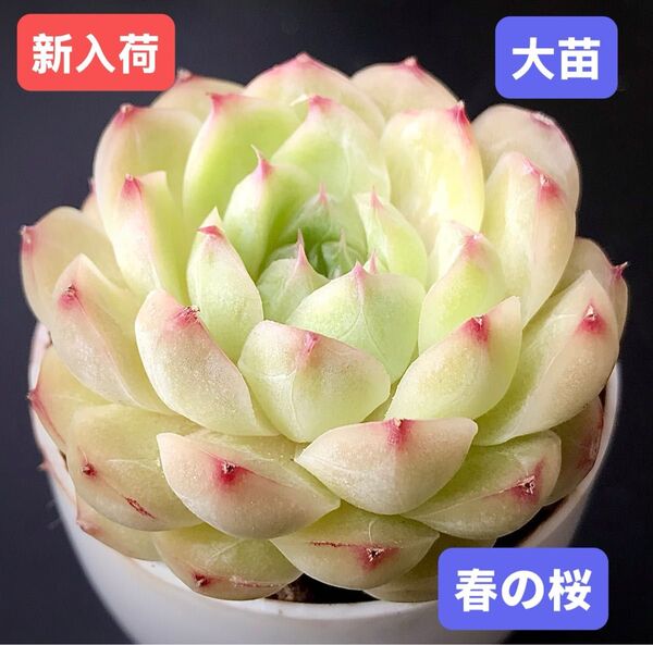 新入荷★韓国苗★春の桜★レア種★可愛い紅葉大苗★超美苗★多肉植物★エケベリア