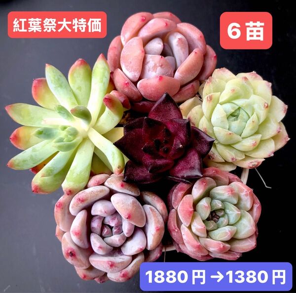 紅葉祭大特価★6苗1380円★韓国苗★桃大福、乙女心、紫真珠、飴心、ロビン、白薔薇★レア種★可愛い紅葉超美苗★多肉植物★エケベリア