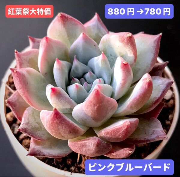 紅葉祭大特価★新入荷★韓国苗★ピンクブルーバード★可愛い紅葉大苗★超美苗★多肉植物★エケベリア