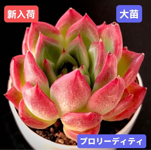 新入荷★韓国苗★プロリーディティ★レア種★可愛い紅葉大苗★超美苗★多肉植物★エケベリア