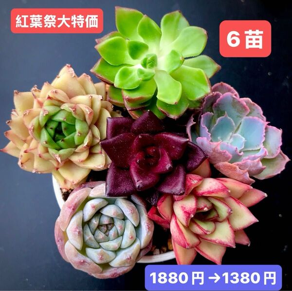 紅葉祭大特価★6苗1380円★韓国苗★ディヤhyb、霞の舞う、ベンバデス、ロビン等★レア種★可愛い紅葉超美苗★多肉植物★エケベリア