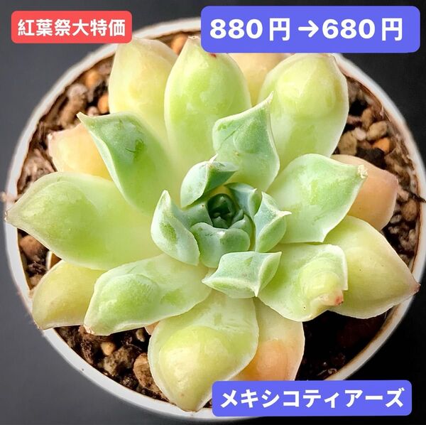 紅葉祭大特価★新入荷★韓国苗★メキシコティアーズ★可愛い紅葉大苗★超美苗★多肉植物★エケベリア