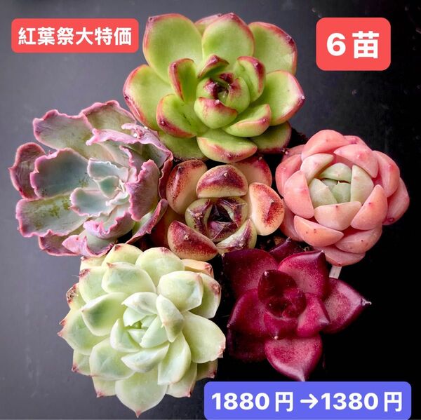 紅葉祭大特価★6苗1380円★韓国苗★マルボロ、ピンク真珠、霞の舞う、紫水晶等★レア種★可愛い紅葉超美苗★多肉植物★エケベリア