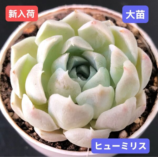 新入荷★韓国苗★ヒューミリス★レア種★可愛い白色系大苗★超美苗★多肉植物★エケベリア