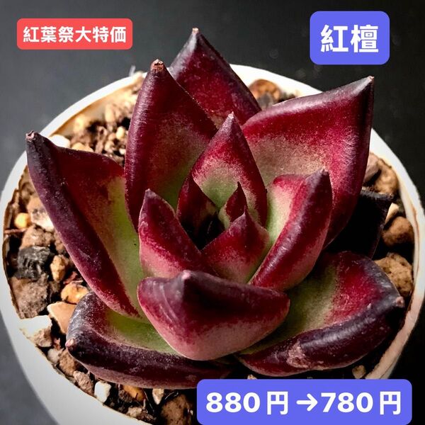 紅葉祭大特価★新入荷★韓国苗★紅檀★可愛い紅葉大苗★超美苗★多肉植物★エケベリア