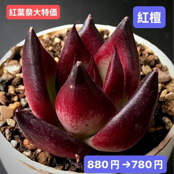 紅葉祭大特価★新入荷★韓国苗★紅檀★可愛い紅葉大苗★超美苗★多肉植物★エケベリア