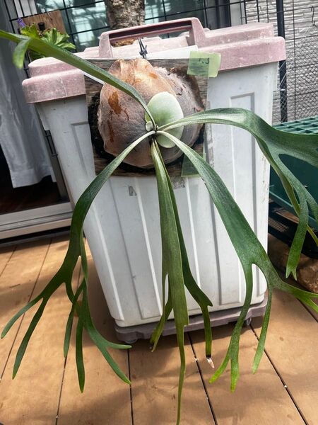 ビカクシダ ドイトン