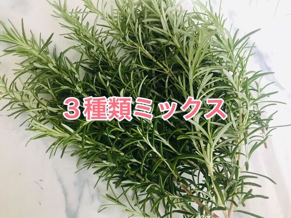 お試しサイズローズマリー切り枝★立性・半立性・這性をミックス ★天然ハーブ 料理 立性ローズマリー ローズマリー
