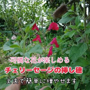 チェリーセージの挿し穂用切り枝 20cm×3