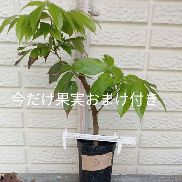 ③ライチ 取り木苗 玉荷包+おまけ付き