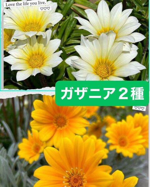 ガザニア 2種 【挿し芽 5本ずつ】