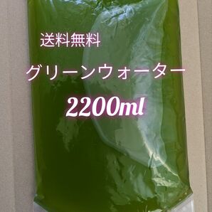 グリーンウォーター 濃いめ 2200ml メダカ 稚魚 ミジンコ 針子 越冬