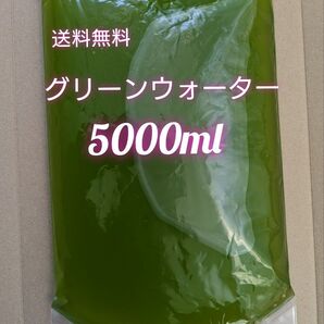 グリーンウォーター 濃いめ 5000ml メダカ 稚魚 ミジンコ 針子