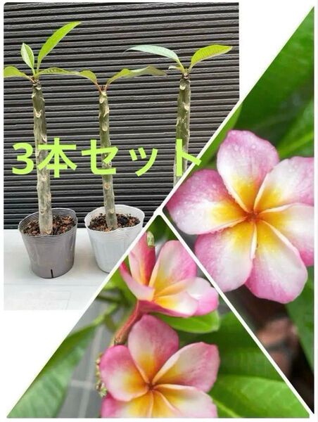 プルメリア実生苗(発根済)3本セット(全6本苗木有) プルメリア