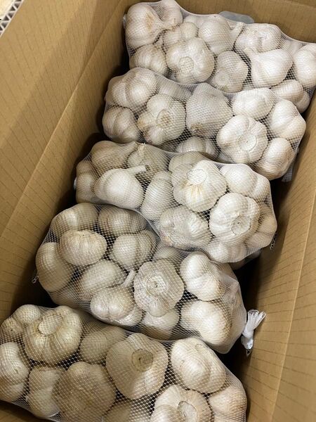 青森県産 令和6年産 にんにく M 玉 10kg