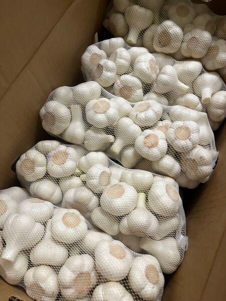 青森県産 令和7年産 生にんにく S 玉 5kg