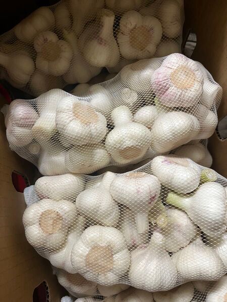 青森県産 令和7年産 生にんにく M 玉 5kg