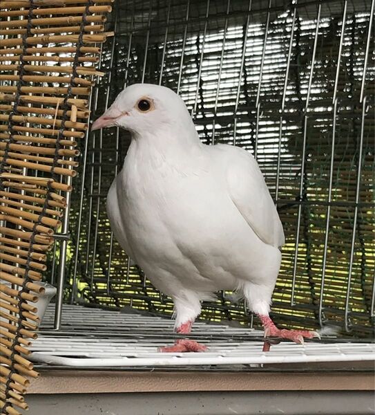 小動物ゲージ 中古 折りたたみ
