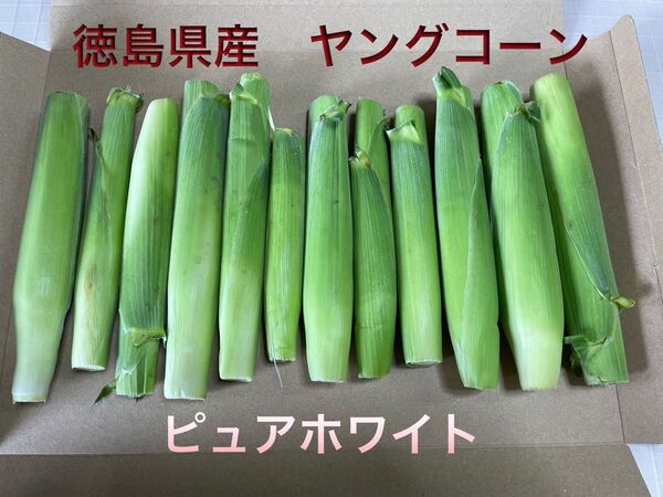 ヤングコーン 徳島県産 ピュアホワイト